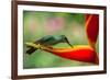 A Green-Crowned Brilliant Hummingbird Feeding-Todd Sowers Photography-Framed Photographic Print