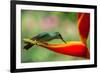 A Green-Crowned Brilliant Hummingbird Feeding-Todd Sowers Photography-Framed Photographic Print