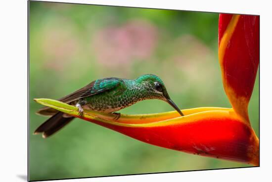 A Green-Crowned Brilliant Hummingbird Feeding-Todd Sowers Photography-Mounted Photographic Print