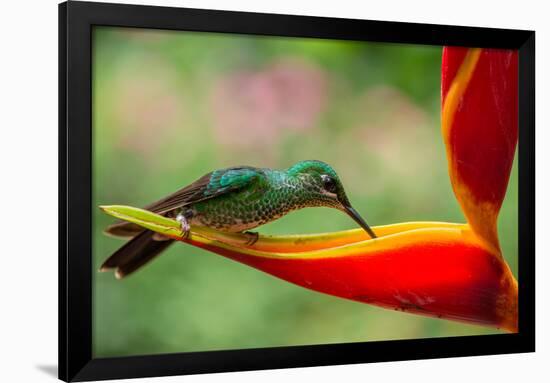 A Green-Crowned Brilliant Hummingbird Feeding-Todd Sowers Photography-Framed Photographic Print