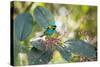 A Green-Headed Tanager Feeding on Berries of a Tree in the Atlantic Rainforest-Alex Saberi-Stretched Canvas