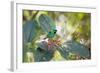 A Green-Headed Tanager Feeding on Berries of a Tree in the Atlantic Rainforest-Alex Saberi-Framed Photographic Print