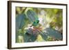 A Green-Headed Tanager Feeding on Berries of a Tree in the Atlantic Rainforest-Alex Saberi-Framed Photographic Print