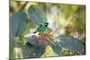 A Green-Headed Tanager Feeding on Berries of a Tree in the Atlantic Rainforest-Alex Saberi-Mounted Photographic Print