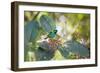 A Green-Headed Tanager Feeding on Berries of a Tree in the Atlantic Rainforest-Alex Saberi-Framed Photographic Print