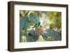 A Green-Headed Tanager Feeding on Berries of a Tree in the Atlantic Rainforest-Alex Saberi-Framed Photographic Print