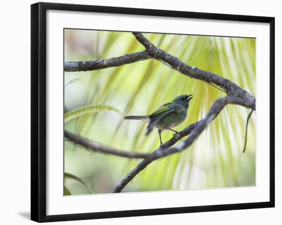 A Green-Headed Tanager in a Tropical Environment in Ubatuba, Brazil-Alex Saberi-Framed Photographic Print