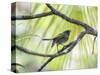 A Green-Headed Tanager in a Tropical Environment in Ubatuba, Brazil-Alex Saberi-Stretched Canvas