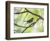 A Green-Headed Tanager in a Tropical Environment in Ubatuba, Brazil-Alex Saberi-Framed Photographic Print