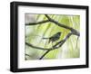 A Green-Headed Tanager in a Tropical Environment in Ubatuba, Brazil-Alex Saberi-Framed Photographic Print