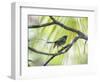 A Green-Headed Tanager in a Tropical Environment in Ubatuba, Brazil-Alex Saberi-Framed Photographic Print