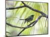 A Green-Headed Tanager in a Tropical Environment in Ubatuba, Brazil-Alex Saberi-Mounted Photographic Print