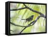 A Green-Headed Tanager in a Tropical Environment in Ubatuba, Brazil-Alex Saberi-Framed Stretched Canvas