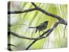 A Green-Headed Tanager in a Tropical Environment in Ubatuba, Brazil-Alex Saberi-Stretched Canvas