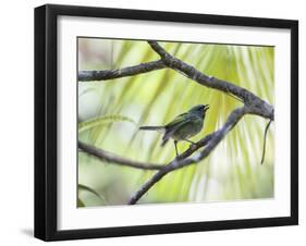 A Green-Headed Tanager in a Tropical Environment in Ubatuba, Brazil-Alex Saberi-Framed Photographic Print