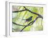 A Green-Headed Tanager in a Tropical Environment in Ubatuba, Brazil-Alex Saberi-Framed Photographic Print