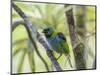 A Green-Headed Tanager in a Tropical Environment in Ubatuba, Brazil-Alex Saberi-Mounted Photographic Print