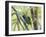 A Green-Headed Tanager in a Tropical Environment in Ubatuba, Brazil-Alex Saberi-Framed Photographic Print