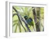 A Green-Headed Tanager in a Tropical Environment in Ubatuba, Brazil-Alex Saberi-Framed Photographic Print