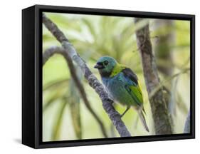 A Green-Headed Tanager in a Tropical Environment in Ubatuba, Brazil-Alex Saberi-Framed Stretched Canvas