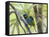 A Green-Headed Tanager in a Tropical Environment in Ubatuba, Brazil-Alex Saberi-Framed Stretched Canvas