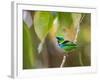 A Green-Headed Tanager in a Tropical Environment in Ubatuba, Brazil-Alex Saberi-Framed Photographic Print