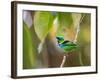 A Green-Headed Tanager in a Tropical Environment in Ubatuba, Brazil-Alex Saberi-Framed Photographic Print