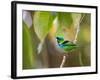 A Green-Headed Tanager in a Tropical Environment in Ubatuba, Brazil-Alex Saberi-Framed Photographic Print