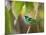 A Green-Headed Tanager in a Tropical Environment in Ubatuba, Brazil-Alex Saberi-Mounted Photographic Print