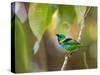 A Green-Headed Tanager in a Tropical Environment in Ubatuba, Brazil-Alex Saberi-Stretched Canvas