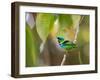 A Green-Headed Tanager in a Tropical Environment in Ubatuba, Brazil-Alex Saberi-Framed Photographic Print