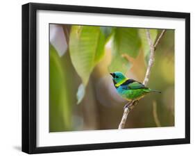 A Green-Headed Tanager in a Tropical Environment in Ubatuba, Brazil-Alex Saberi-Framed Photographic Print