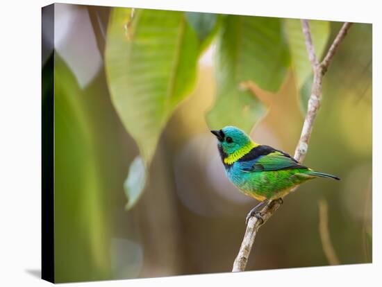 A Green-Headed Tanager in a Tropical Environment in Ubatuba, Brazil-Alex Saberi-Stretched Canvas