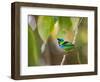 A Green-Headed Tanager in a Tropical Environment in Ubatuba, Brazil-Alex Saberi-Framed Photographic Print