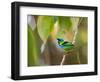 A Green-Headed Tanager in a Tropical Environment in Ubatuba, Brazil-Alex Saberi-Framed Photographic Print