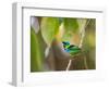 A Green-Headed Tanager in a Tropical Environment in Ubatuba, Brazil-Alex Saberi-Framed Photographic Print