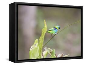 A Green Headed Tanager on a Branch-Alex Saberi-Framed Stretched Canvas