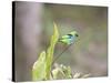 A Green Headed Tanager on a Branch-Alex Saberi-Stretched Canvas