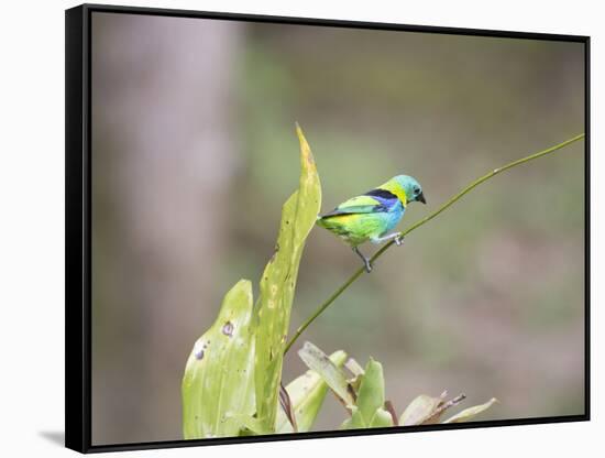 A Green Headed Tanager on a Branch-Alex Saberi-Framed Stretched Canvas