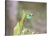 A Green Headed Tanager on a Branch-Alex Saberi-Stretched Canvas