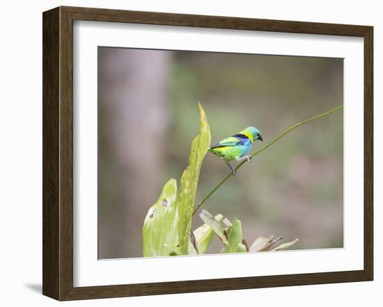 A Green Headed Tanager on a Branch-Alex Saberi-Framed Premium Photographic Print