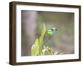 A Green Headed Tanager on a Branch-Alex Saberi-Framed Premium Photographic Print