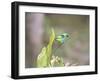 A Green Headed Tanager on a Branch-Alex Saberi-Framed Premium Photographic Print