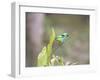 A Green Headed Tanager on a Branch-Alex Saberi-Framed Premium Photographic Print