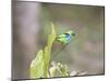 A Green Headed Tanager on a Branch-Alex Saberi-Mounted Premium Photographic Print