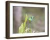 A Green Headed Tanager on a Branch-Alex Saberi-Framed Photographic Print