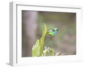 A Green Headed Tanager on a Branch-Alex Saberi-Framed Photographic Print