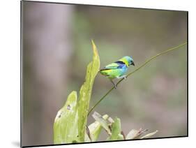 A Green Headed Tanager on a Branch-Alex Saberi-Mounted Photographic Print