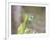 A Green Headed Tanager on a Branch-Alex Saberi-Framed Photographic Print