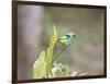 A Green Headed Tanager on a Branch-Alex Saberi-Framed Photographic Print